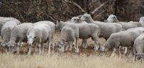 Ewes with lambs